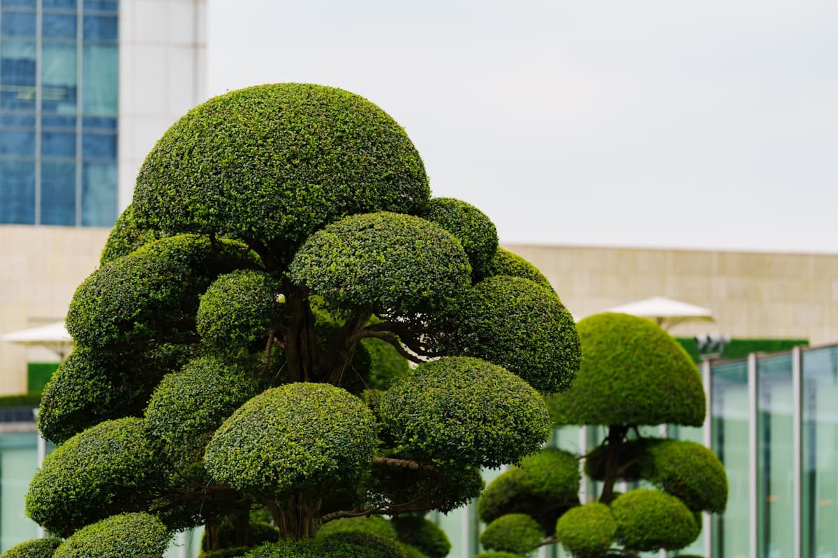 Well-maintained commercial landscaping with shaped topiary